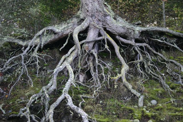 tree roots medium